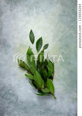 a branch of fresh bay leaf, top view, spice , a branch of fresh bay leaf, top view, spice , 119858264