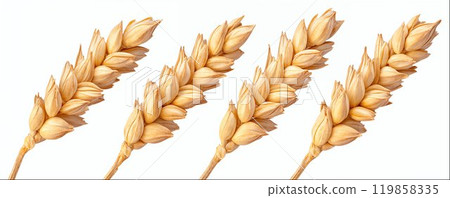 Wheat ear close-up isolated on white background, hight detailed upscaled image 119858335