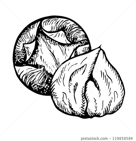 Roasted chestnut. Vector graphics depicting the fruits of a peeled roasted chestnut. A black and white hand-drawn illustration. On a white background. Great for labels, covers, flyers and packages. 119858584