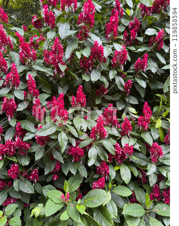 Vibrant red flowers blooming amid lush 119858594