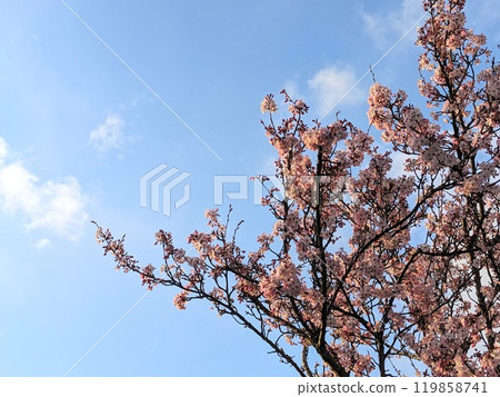 A beautiful cherry blossom tree with delicate pink flowers stands out against a clear blue sky, capturing the essence of springtime and natural beauty, perfect for seasonal themes A beautiful cherry blossom tree with delicate pink flowers stands out against a clear blue sky, capturing the essence of springtime and natural beauty, perfect for seasonal themes 119858741
