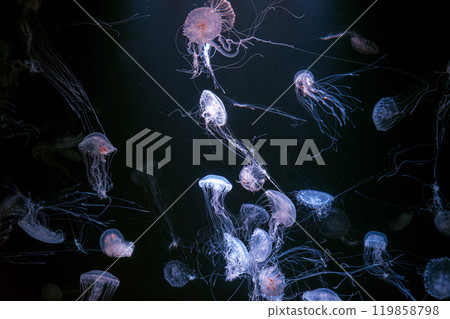 Group of Atlantic sea nettle jellyfish floating in illuminated aquarium with neon light Group of Atlantic sea nettle jellyfish floating in illuminated aquarium with neon light 119858798