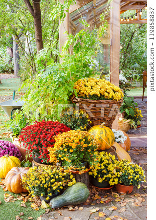 Vibrant autumn flowers and pumpkins arranged in a charming outdoor garden decorative composition 119858837