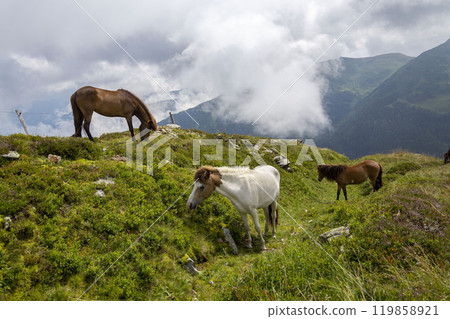 Beautiful horses grazing on the peaks of the Austrian Alps 119858921