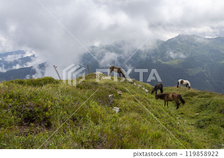Beautiful horses grazing on the peaks of the Austrian Alps Beautiful horses grazing on the peaks of the Austrian Alps 119858922