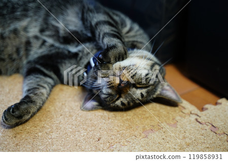 一隻貓和一個妹妹仰躺在地板上 119858931