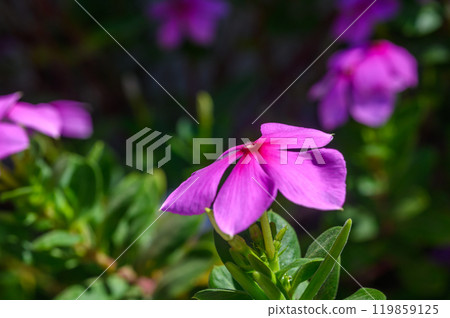 Madagascar Periwinkle is a Apocynaceae family flowering plant. Madagascar Periwinkle is a Apocynaceae family flowering plant. 119859125