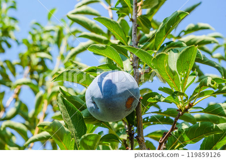 Plum tree branch with ripe juicy fruits on sunset light.. 119859126