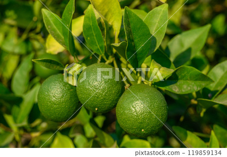 Green oranges on the tree in the garden. Close-up. 119859134
