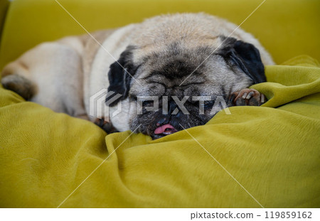 Cute handsome old dog sleeping on a pillow Profile close up. Cute handsome old dog sleeping on a pillow Profile close up. 119859162