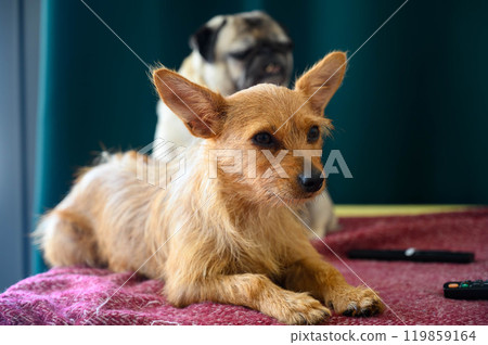 A red-haired dog lies at home on a sofa A red-haired dog lies at home on a sofa 119859164