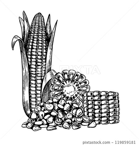 A corn cob, a sliced cob and a handful of grains. Vector graphic composition with an image of corn. Black and white hand-drawn illustration. On a white background. Great for labels, menus and packages 119859181
