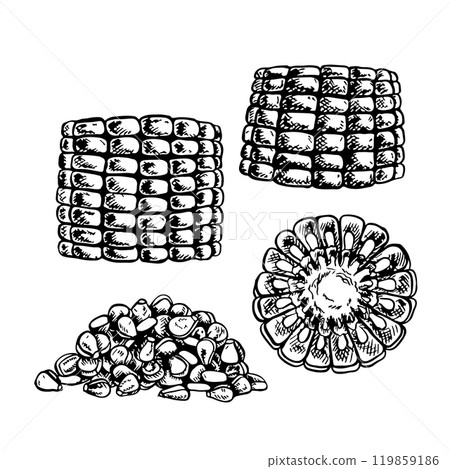 A set with corn. Sliced corn cobs and a handful of grains. Vector graphics. Black and white hand-drawn illustration. On a white background. Great for labels, menus, posters and packages. 119859186