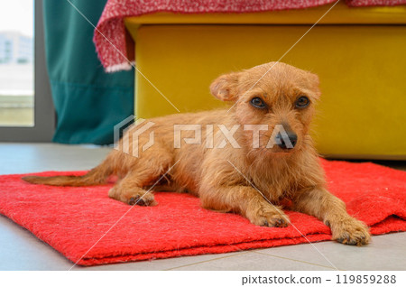 Close-up portrait of a cute little red dog with big ears on a red blanket Close-up portrait of a cute little red dog with big ears on a red blanket 119859288