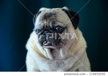Grumpy Pug With a Very Sad Face 119859295
