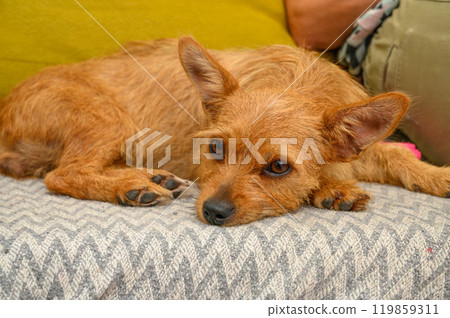portrait of a small red dog lying on the sofa in a new house 119859311