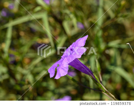 Ruellias are a type of blooming plants that are also called ruellias or wild petunias 119859378