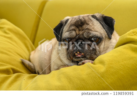 old pug lies on a yellow pillow portrait old pug lies on a yellow pillow portrait 119859391