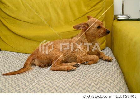 Little red dog on the sofa in the living room 119859405