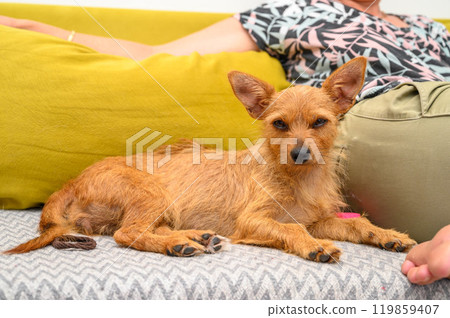 little red dog found a new home 119859407