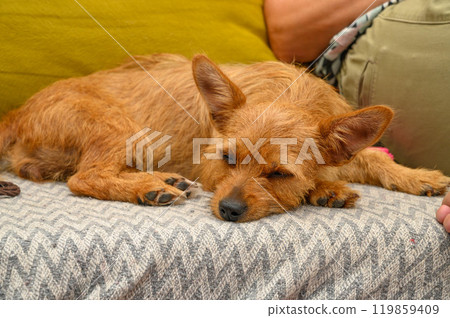 portrait of a small red dog lying in a new house 119859409