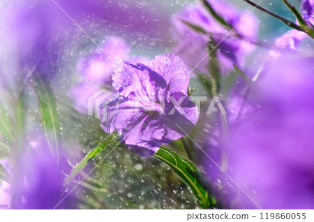 Delicate purple flowers glisten in the sunlight amidst a lush garden, catching droplets of water in an enchanting moment of summer bliss 119860055