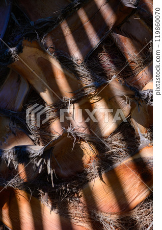 Sunlight cascading through bamboo leaves reveals earthy textures and intricate patterns on the forest floor during an early morning walk Sunlight cascading through bamboo leaves reveals earthy textures and intricate patterns on the forest floor during an early morning walk 119860070