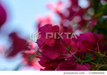 Vibrant bougainvillea blooms glisten under the sunlight, capturing the beauty of spring in a lush garden setting 119860089
