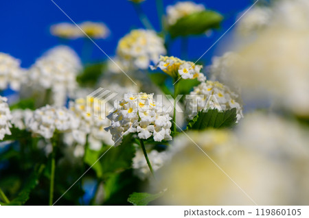 Delicate white flowers bloom against a brilliant blue sky in a sunlit garden, creating a serene and inviting atmosphere 119860105