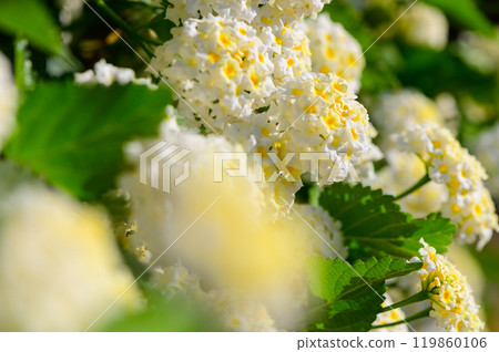 Delicate white flowers bloom vibrantly in a sunny garden, their yellow accents enhancing the beauty of nature during springtime Delicate white flowers bloom vibrantly in a sunny garden, their yellow accents enhancing the beauty of nature during springtime 119860106