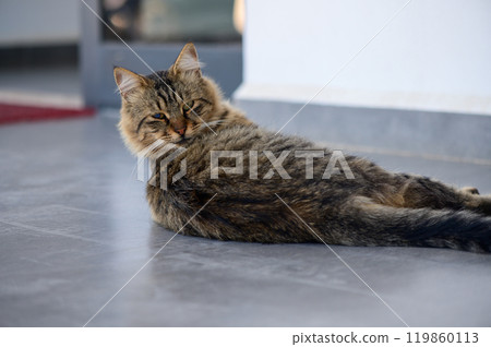 A playful tabby cat relaxes on a cool tiled floor in a cozy indoor space during a sunny afternoon 119860113
