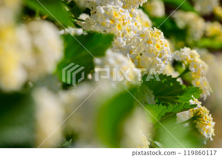Delicate white flowers bloom vibrantly in the garden, embraced by lush green leaves under warm afternoon sunlight Delicate white flowers bloom vibrantly in the garden, embraced by lush green leaves under warm afternoon sunlight 119860117