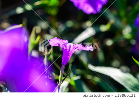 Vibrant purple blooms basking in sunlight amidst green foliage in a tranquil garden setting during the sunny afternoon Vibrant purple blooms basking in sunlight amidst green foliage in a tranquil garden setting during the sunny afternoon 119860121