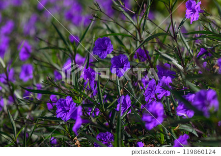 Vibrant purple flowers bloom in a sunlit garden, showcasing nature\'s beauty during a warm spring afternoon 119860124