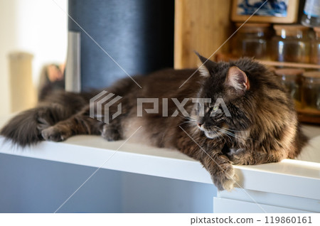 A serene cat lounges gracefully on a white shelf in a cozy kitchen setting filled with wooden textures and soft lighting A serene cat lounges gracefully on a white shelf in a cozy kitchen setting filled with wooden textures and soft lighting 119860161
