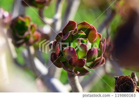 A close-up of vibrant green and purple succulents basking in the afternoon sunlight in a serene garden environment A close-up of vibrant green and purple succulents basking in the afternoon sunlight in a serene garden environment 119860163