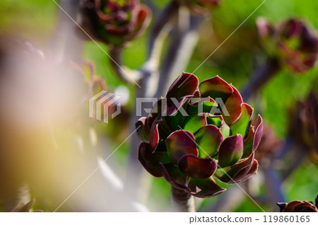Lush green succulent blooms in vibrant sunlight at a serene garden setting during early spring Lush green succulent blooms in vibrant sunlight at a serene garden setting during early spring 119860165