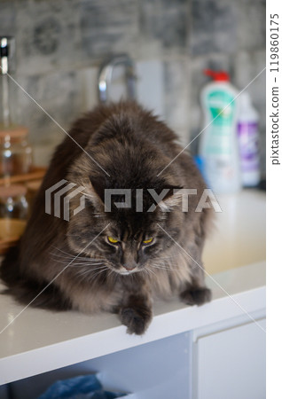 A fluffy gray cat curiously explores a modern kitchen countertop filled with household items in soft afternoon light 119860175