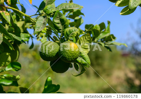 Lush citrus orchard in sunlight showcasing vibrant green tangerines hanging from branches in early summer 119860178