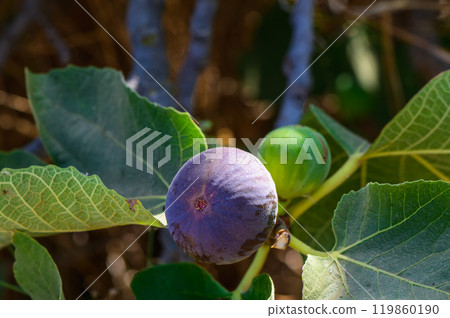 Ripening figs glisten under the warm sun, nestled among lush green leaves in a tranquil garden setting 119860190