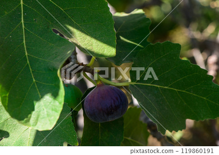 Ripening fig nestled among vibrant green leaves on a sunny afternoon in a lush garden 119860191