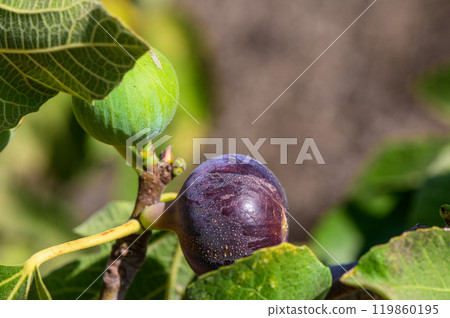 Ripening figs nestled among lush green leaves under bright sunlight in a tranquil garden setting during late summer 119860195