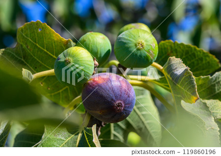 Vibrant figs grow amidst lush green leaves under a clear blue sky during the peak summer season 119860196