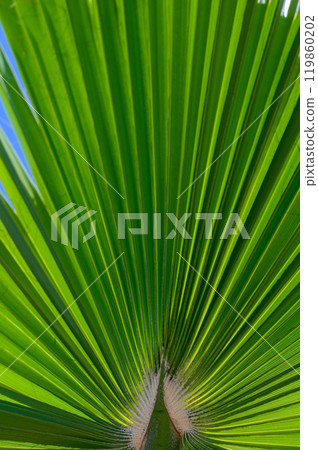 Vibrant green palm fronds stretching majestically towards a clear blue sky under the warm sun Vibrant green palm fronds stretching majestically towards a clear blue sky under the warm sun 119860202