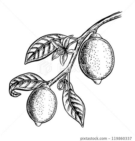 A branch with lemon fruits. Vector graphic illustration of a citrus fruit. A black and white hand-drawn image. On a white background. Great for menus, labels, recipe posters, stickers, packages. 119860337