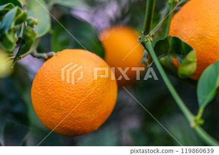 Bunch of fresh ripe oranges hanging on a tree in orange garden. Bunch of fresh ripe oranges hanging on a tree in orange garden. 119860639