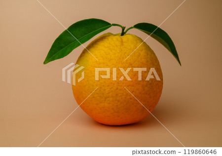 Citrus fruits on orange background 119860646