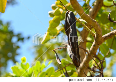 Garden carob trees in a wheat field Garden carob trees in a wheat field 119860674