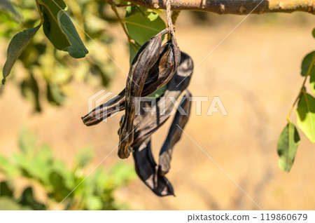 Close-up of Carob pods hanging from a carob tree (Ceratonia silique) Close-up of Carob pods hanging from a carob tree (Ceratonia silique) 119860679