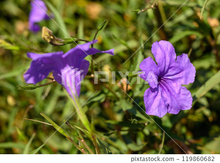 The pretty purple kencana flower Ruellia tuberosa is blooming in the garden. Creative banner. 119860682